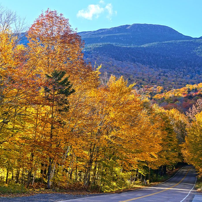 Mansfield forest view