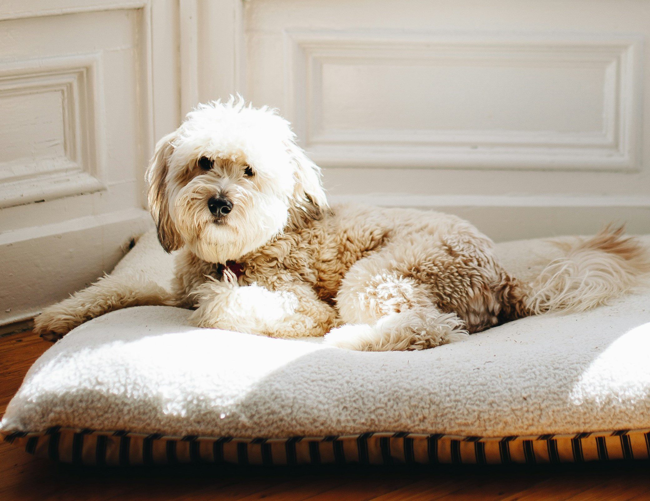 dog in a house on a dogbed