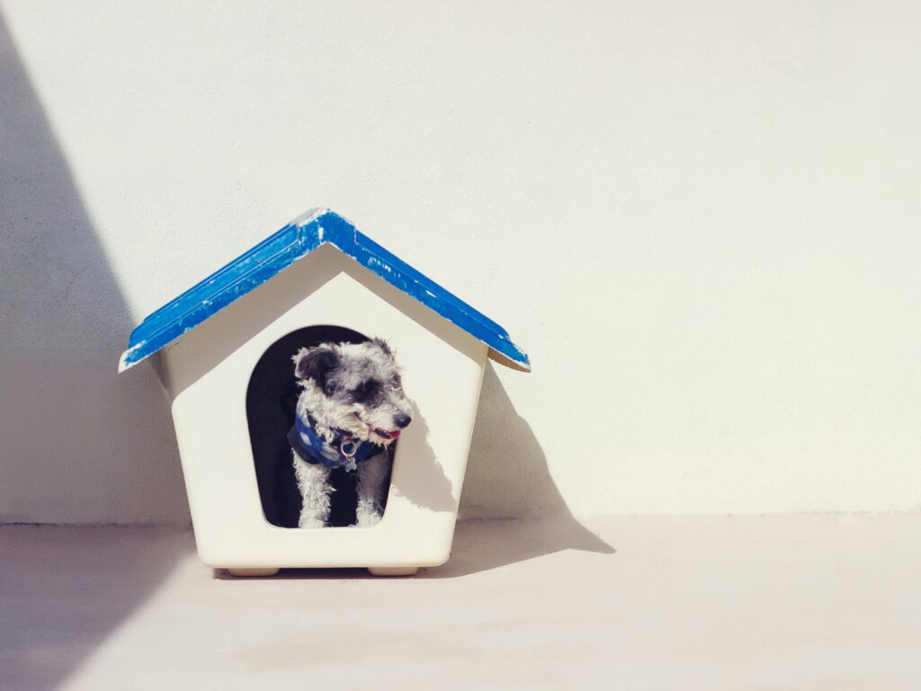 small dog in a dog house